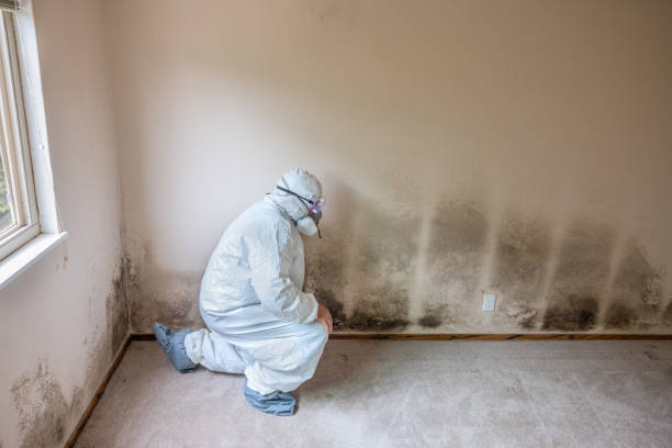Best Mold Removal Process  in Hartford, WI