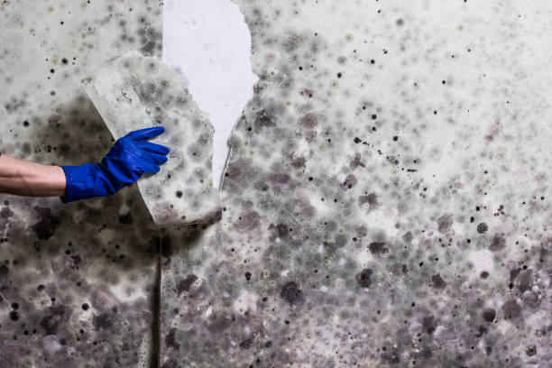 Best Black Mold Removal  in Hartford, WI